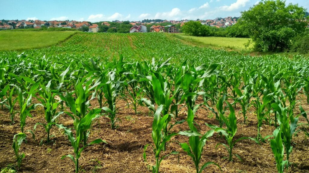Sfaturi Utile Cand se aplica CropMax la roscove