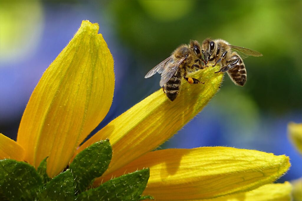 Sfaturi Utile Cand se aplică tratamentul cu varachet pentru varroa la albine