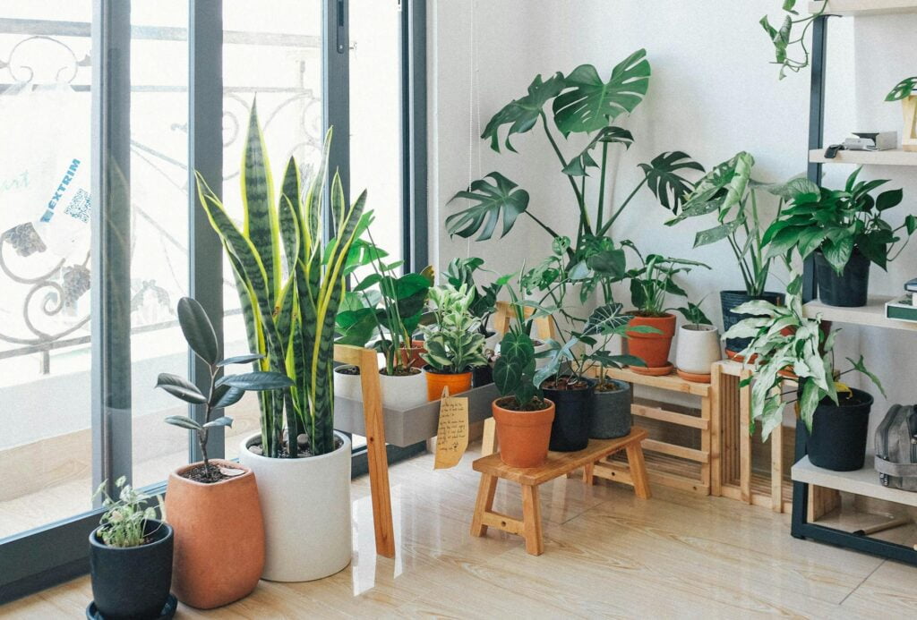 Sfaturi Utile Cand se face transplantarea plantelor de apartament
