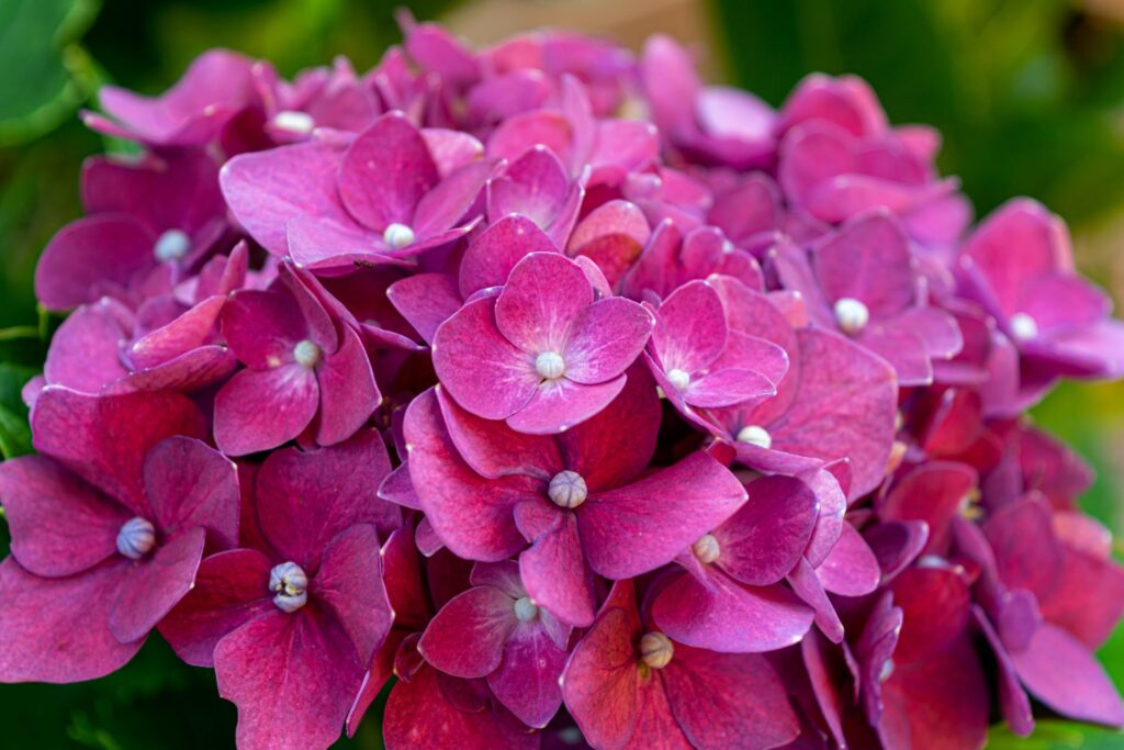 Sfaturi Utile Cand se planteaza hortensia in gradina ta