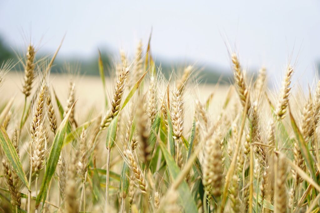 Sfaturi Utile Cand trebuie aplicate tratamentele agricole