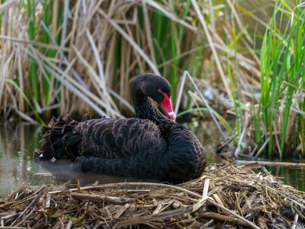 Sfaturi Utile Ce inseamna cand visezi rate negre