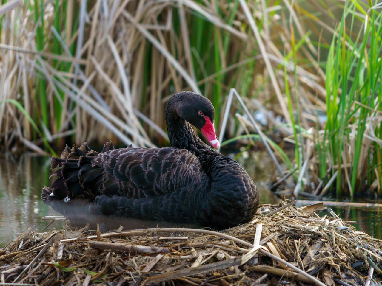 Ce inseamna cand visezi rate negre